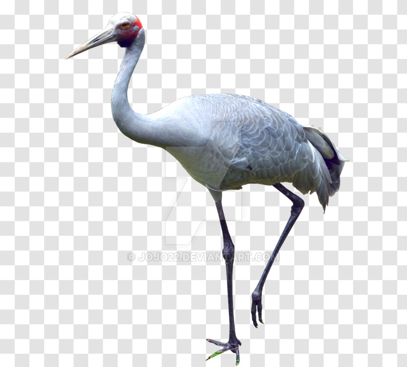 Fauna Water Bird Neck Beak - Crane Transparent PNG
