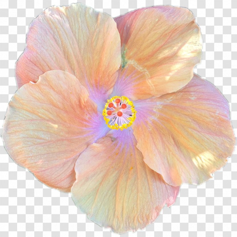 Shoeblackplant Flower - Flowering Plant - Hibiscus Transparent PNG