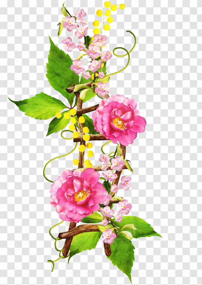 Cut Flowers Floral Design Cabbage Rose - Bouquet - Blossom Transparent PNG