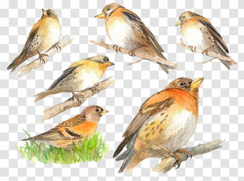 Brambling House Sparrow Finch Bird - Feather - Hand-painted Each Angle Vector Transparent PNG