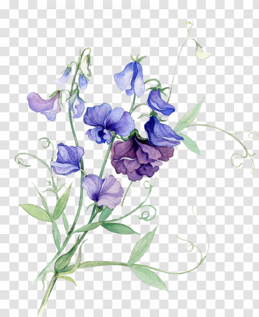 Broad-leaved Sweet Pea Watercolour Flowers Watercolor Painting - Bellflower Family Transparent PNG