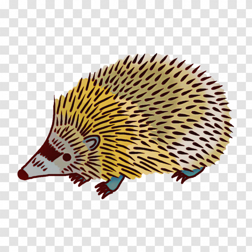 Domesticated Hedgehog Hedgehog Echidnas Cartoon Porcupine Transparent PNG