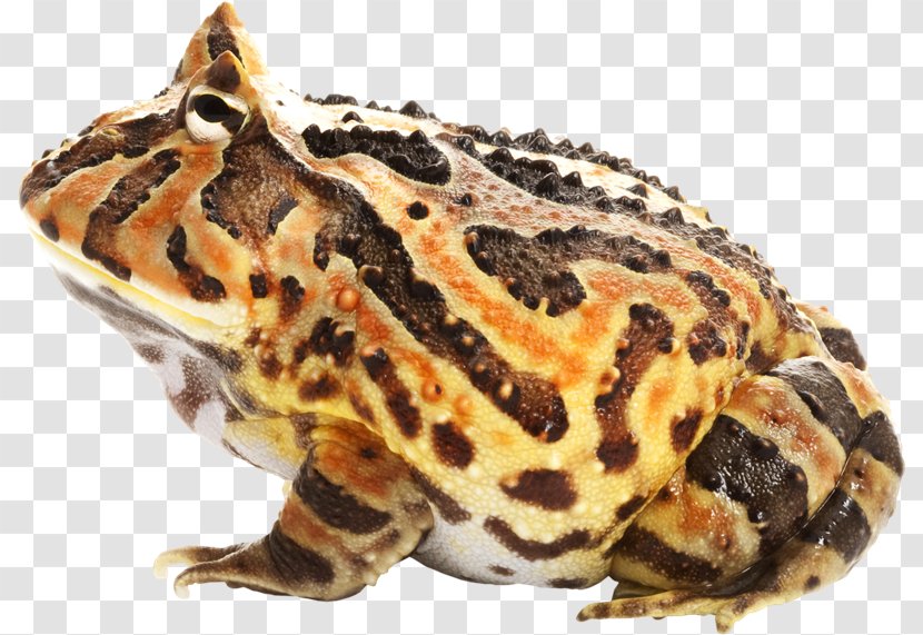 Toad True Frog PhotoScape - Madrid - Rana Transparent PNG