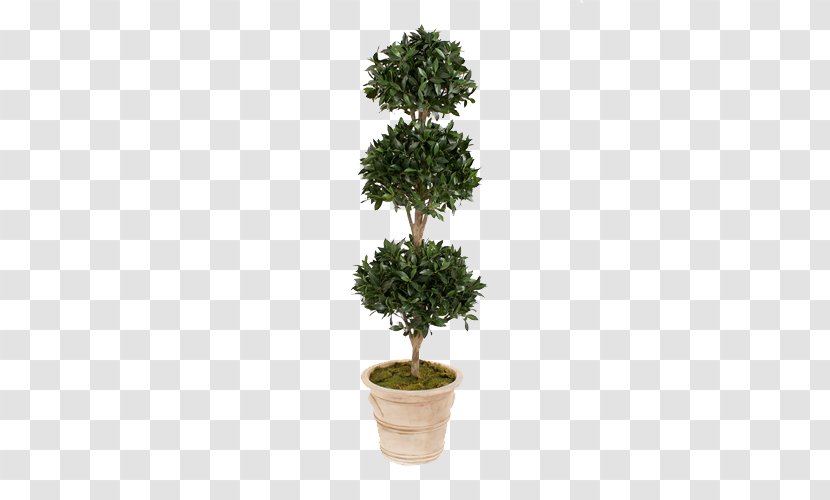 Green Plants Potted Evergreen Tree - Bay Laurel - Garden Transparent PNG