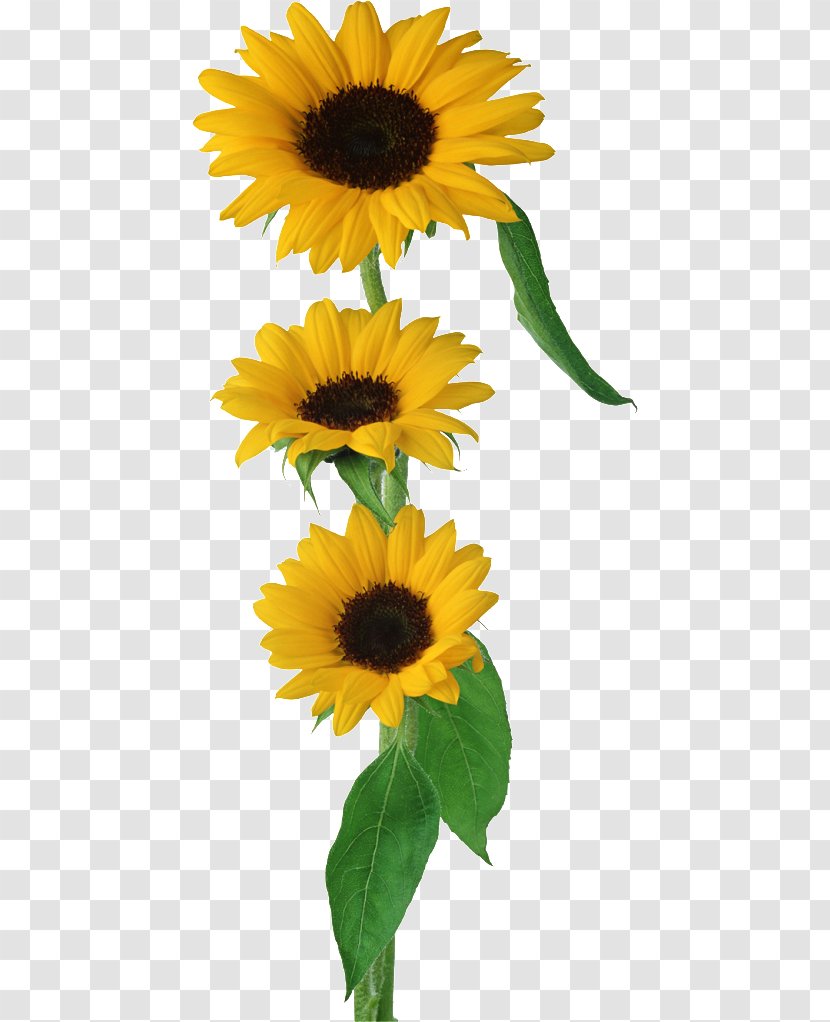 Common Sunflower Clip Art - Plant - Girassol Transparent PNG