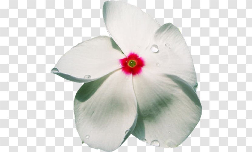 Petal Flower Phlox Clip Art - Magenta Transparent PNG