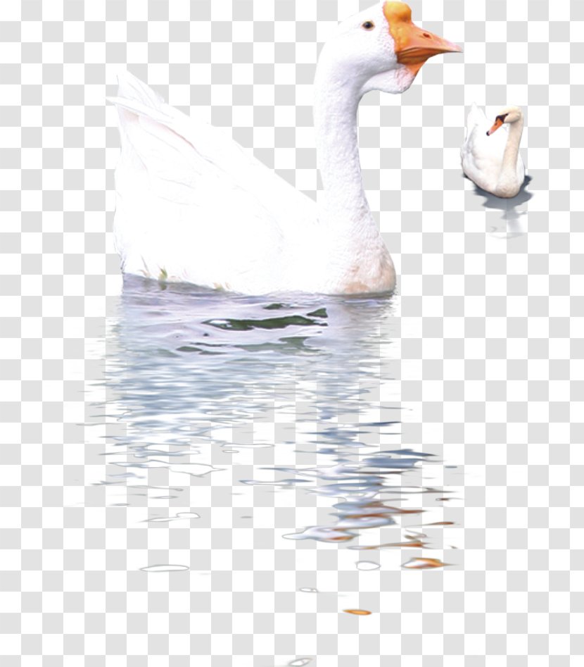 Duck Cygnini Domestic Goose Swan - Vertebrate - Geese In Water Transparent PNG