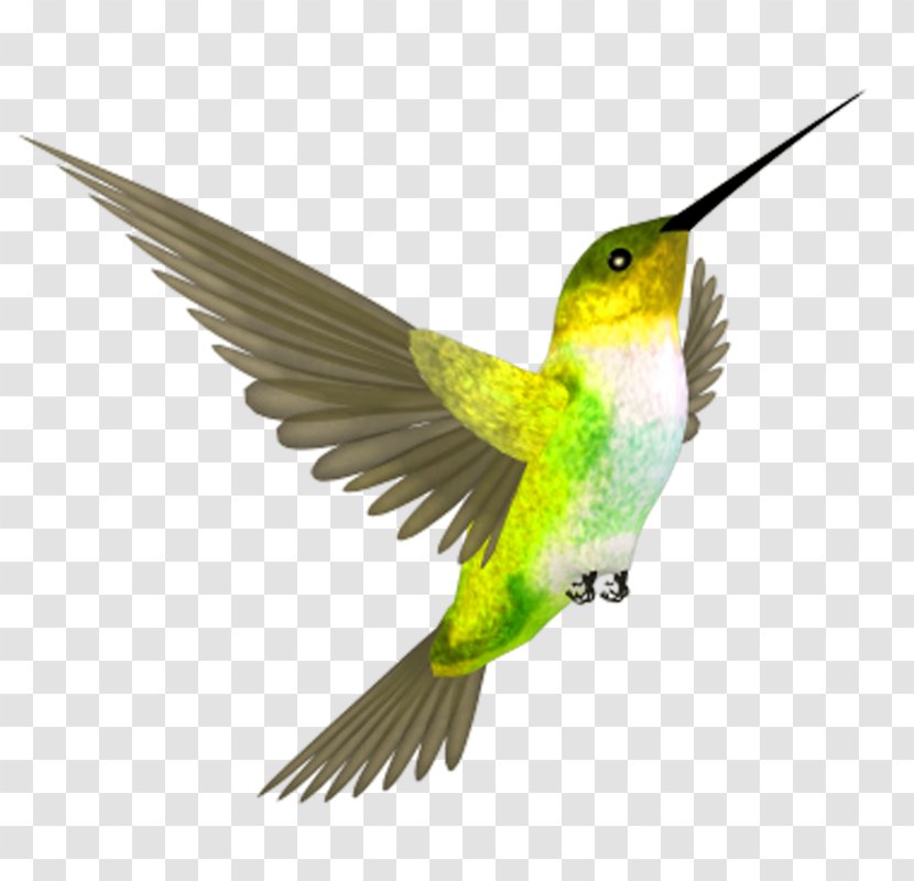 Hummingbird Flight Beak - Fauna - Green Fly Bird Transparent PNG