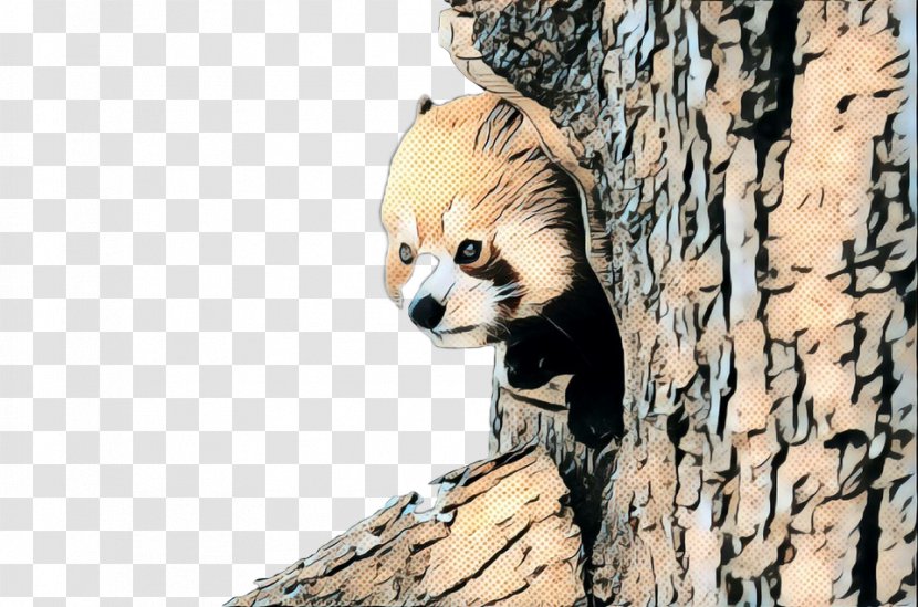 Raccoon Red Panda Giant Fur Fauna Transparent PNG