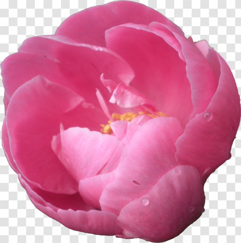Display Resolution Image - Flowering Plant - Peony Pic Transparent PNG