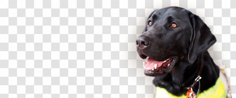 Labrador Retriever Flat-Coated Sporting Group Dog Breed - Zimba Transparent PNG