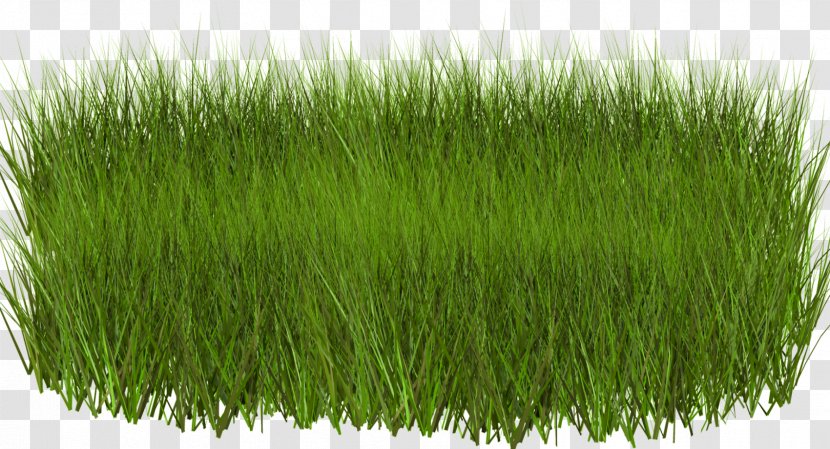 Light Green Grasses Clip Art - Grass Transparent PNG