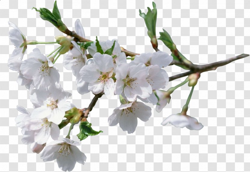 Cerasus Flower Clip Art - Cherry Blossom Transparent PNG