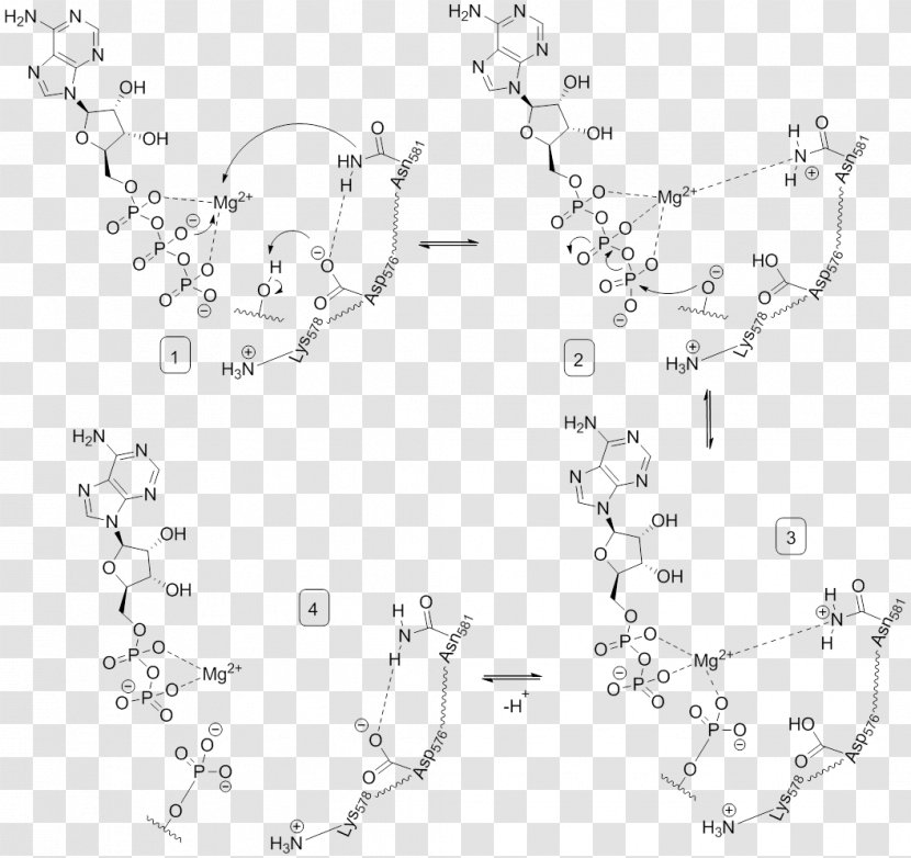 Phosphorylation Serine/threonine-specific Protein Kinase Tyrosine BRAF - Mechanism Transparent PNG