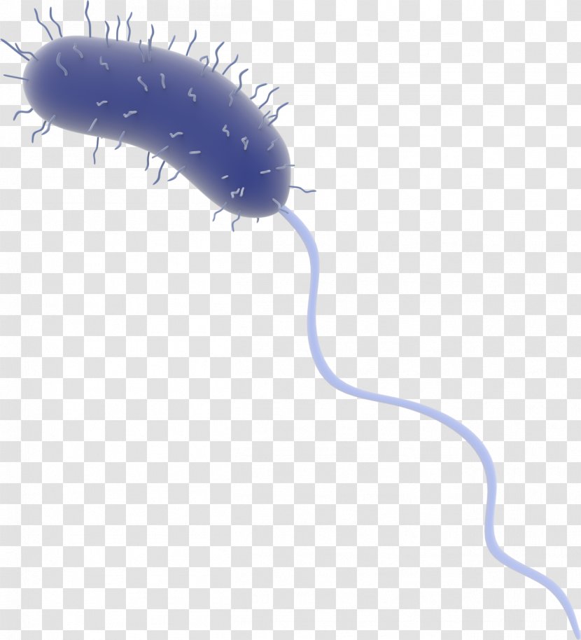 Cobalt Blue Insect Purple Violet - Organism - Bacteria Transparent PNG