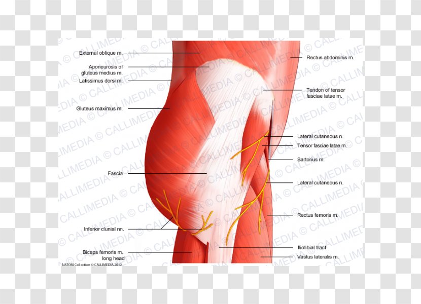 Muscles Of The Hip Pelvis Muscular System - Flower - Heart Transparent PNG
