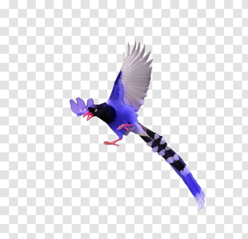 Bird Download Illustration - Purple - Pteris Transparent PNG