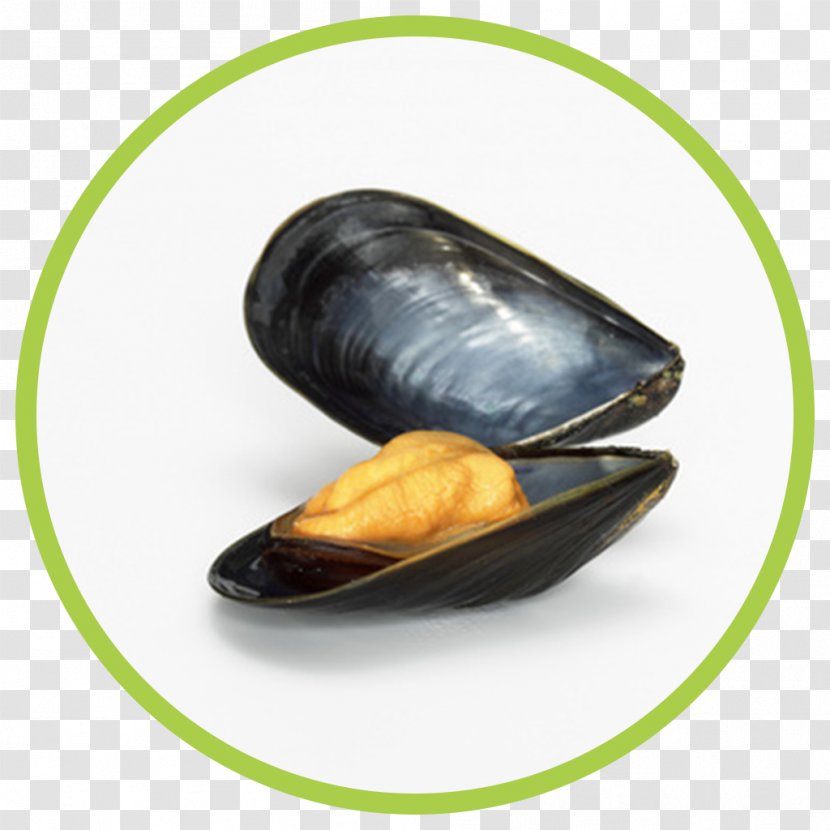 Mussel Stock Photography - Molluscs - Blue Transparent PNG