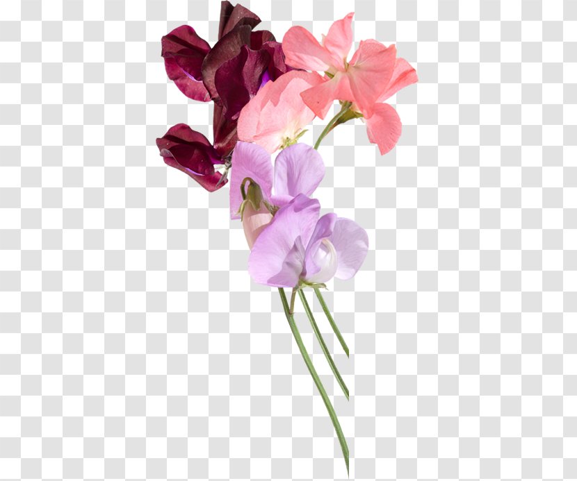 Sweet Pea Festival Flower Snapdragons - Floral Design Transparent PNG