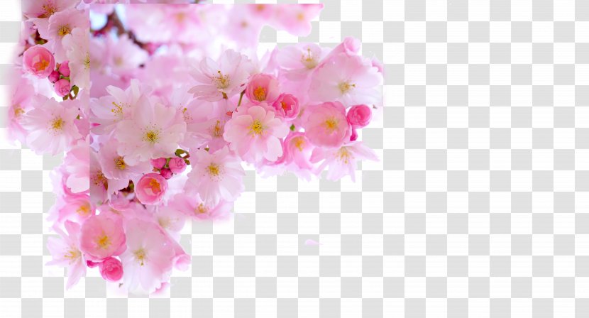 Cherry Blossom Download - Petal - Japanese Pink Sakura Transparent PNG