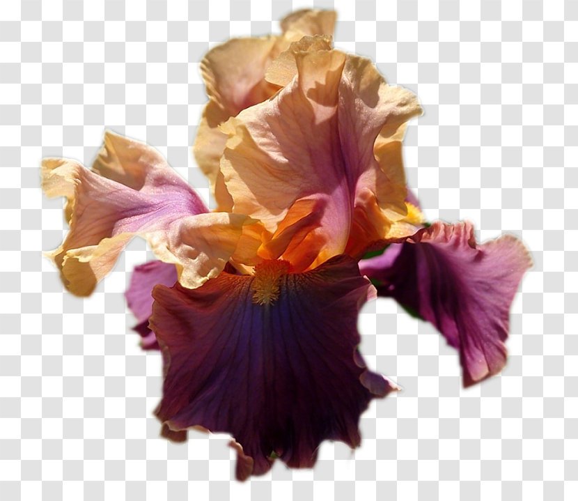 Purple Cut Flowers - Iris - Okra Transparent PNG