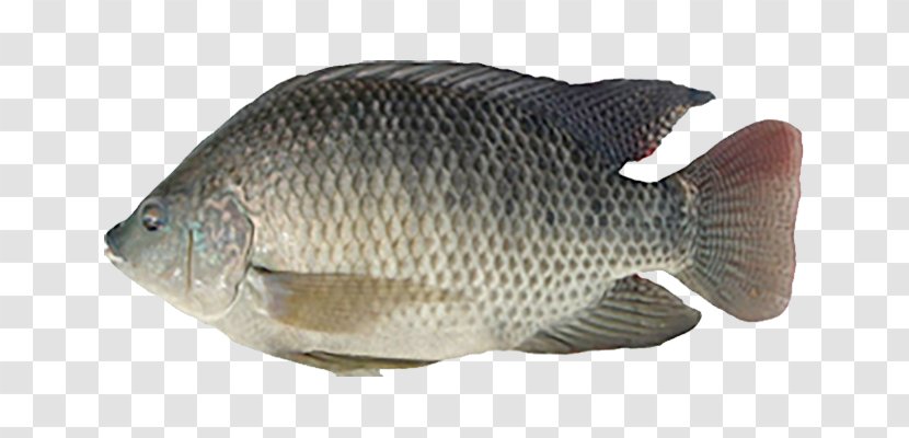 Tilapia Fish Seafood Bangladeshi Cuisine Rohu - Barramundi Transparent PNG