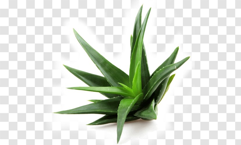 Aloe Vera Extract Succulent Plant Leaf - Royaltyfree Transparent PNG