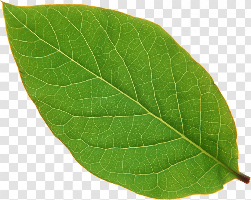 Leaf Stock Photography Image Royalty-free - Plants Transparent PNG