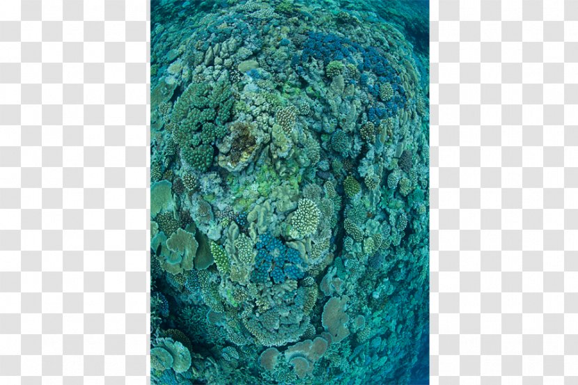 Osprey Reef Coral Ocean Acidification - Organism Transparent PNG