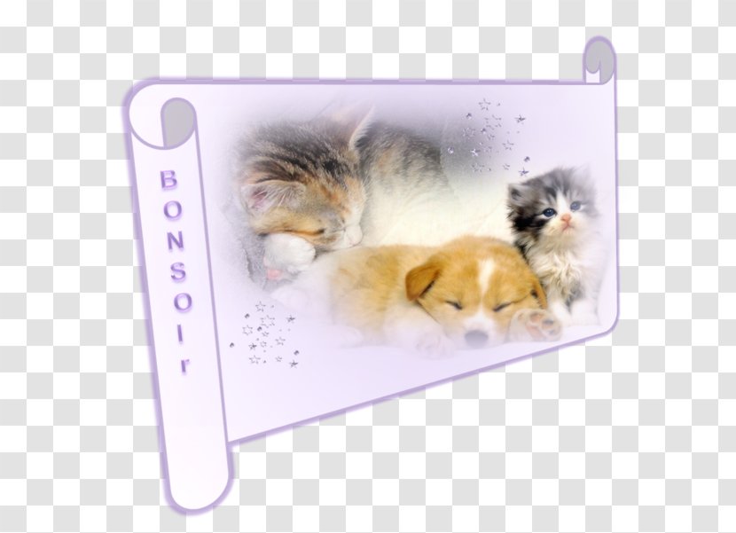 Kitten Puppy Dog Desktop Wallpaper Cat - Breed Group Transparent PNG