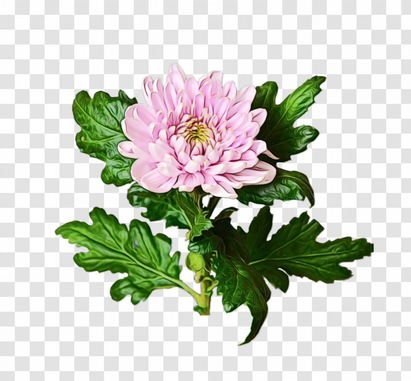 Chrysanthemum Marguerite Daisy Cut Flowers Annual Plant Herbaceous - Oxeye - Plants Transparent PNG