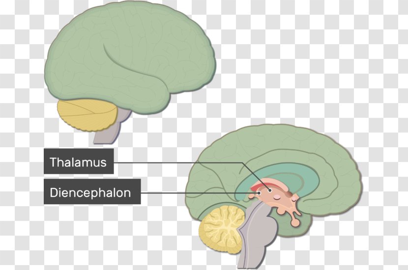 Human Brain Anatomy Nervous System Brainstem - Watercolor - Function Transparent PNG