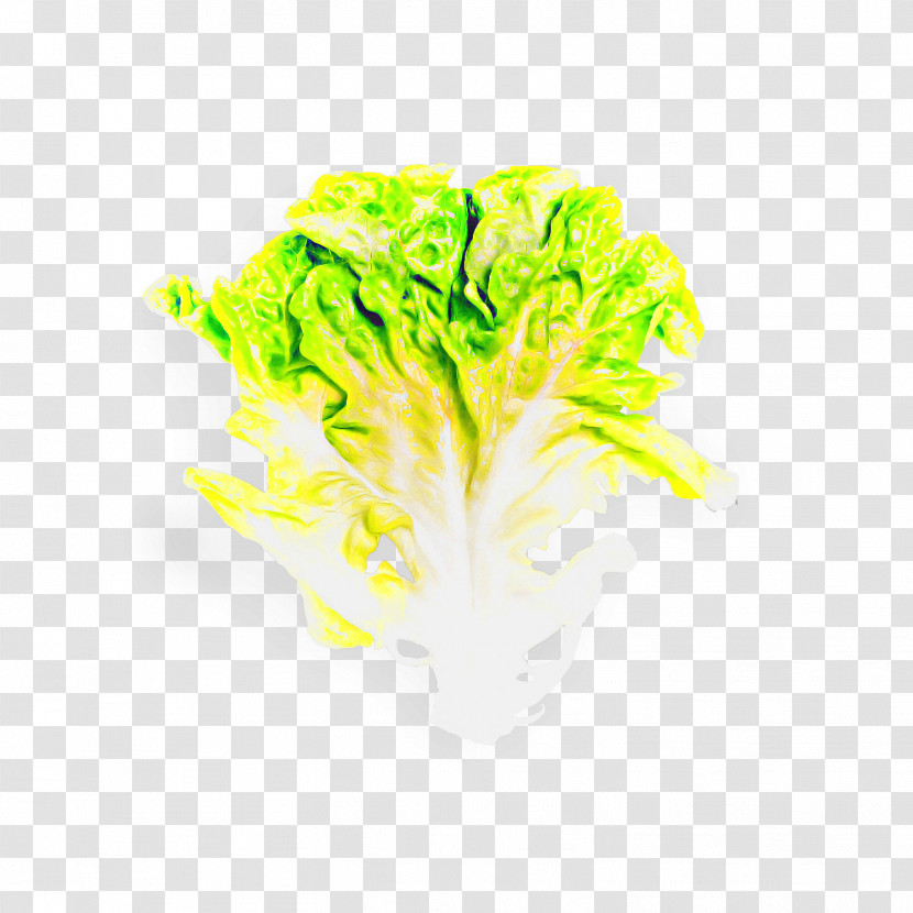 Green Yellow Vegetable Leaf Vegetable Lettuce Transparent PNG