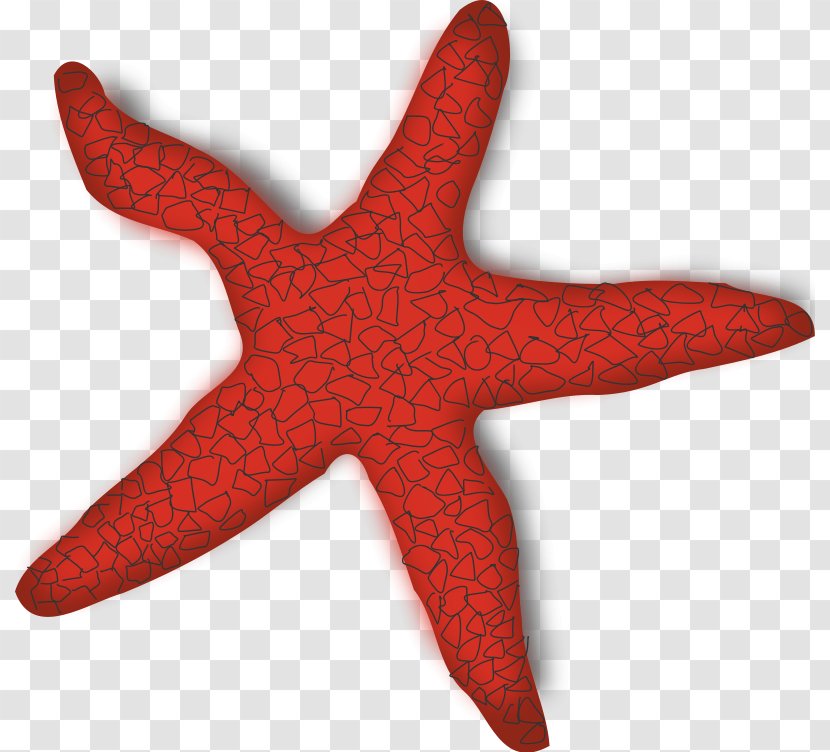 Starfish Clip Art - Invertebrate - Shellfish Clipart Transparent PNG
