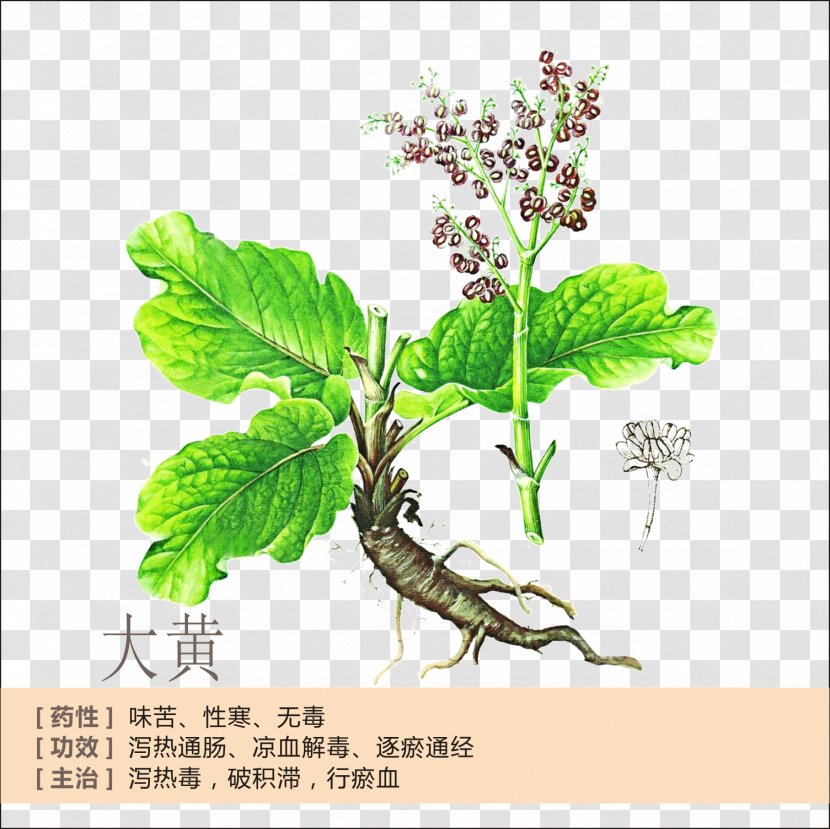 Garden Rhubarb Tea Rheum Palmatum Extract Herb - Profile Transparent PNG