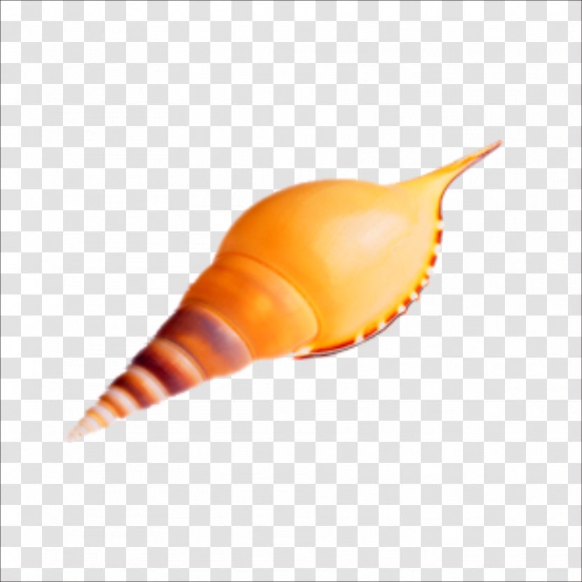 Seashell Sea Snail Conch - Mollusc Shell Transparent PNG