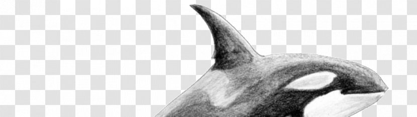 Marine Mammal Killer Whale Nose White Beak - Tattoo Transparent PNG