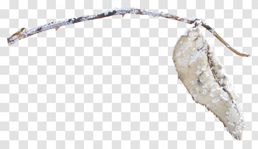 Leaf Designer Google Images - Snow Leaves Transparent PNG