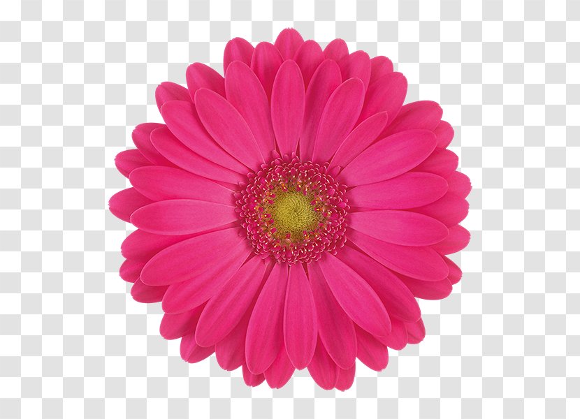 Transvaal Daisy Stock Photography Flower Chrysanthemum - Pink Transparent PNG