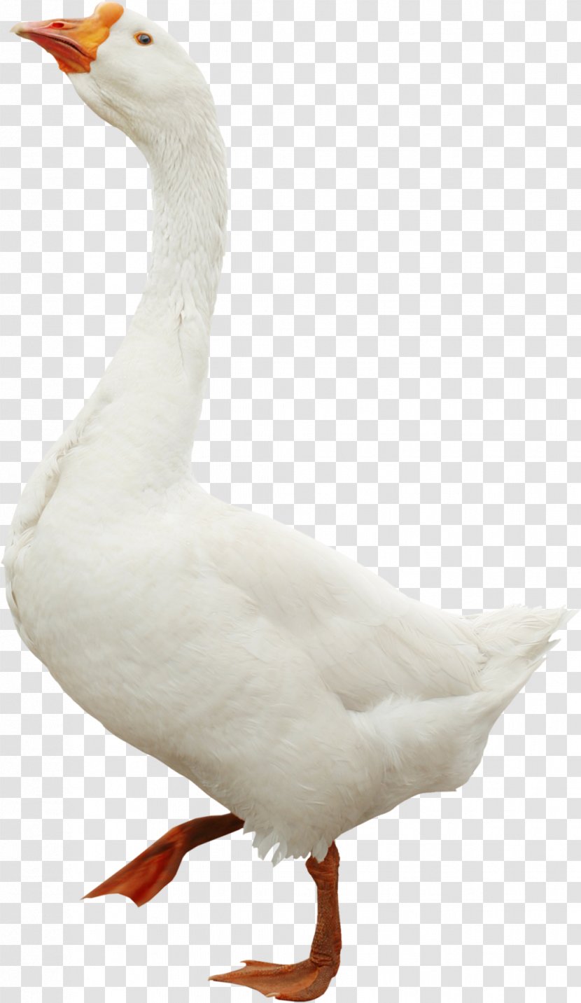 Toulouse Goose Bird Duck Domestic - Beak Transparent PNG