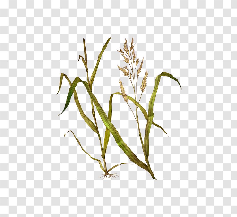 Festuca Pratensis Sweet Grass Timothy-grass Hay Emmer - Twig - Meadow Fescue Transparent PNG