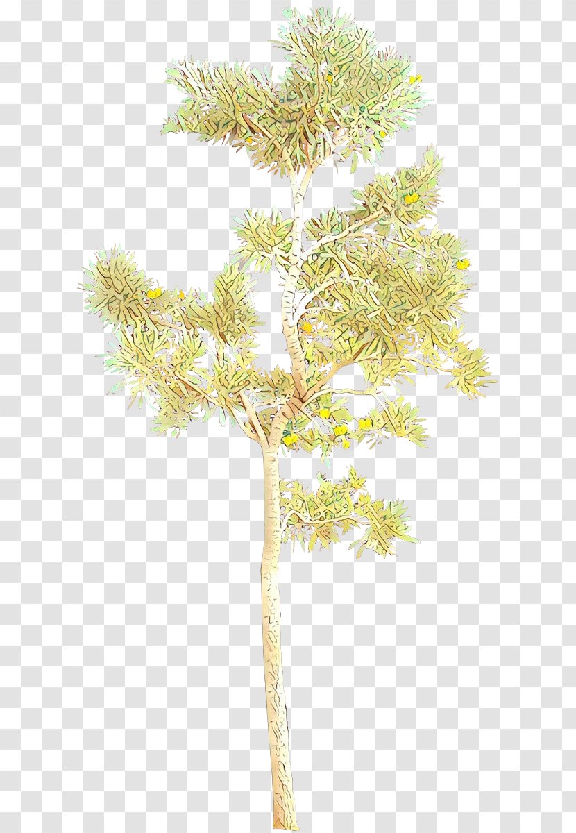 Family Tree Background - Houseplant - Heracleum Plant Plane Transparent PNG