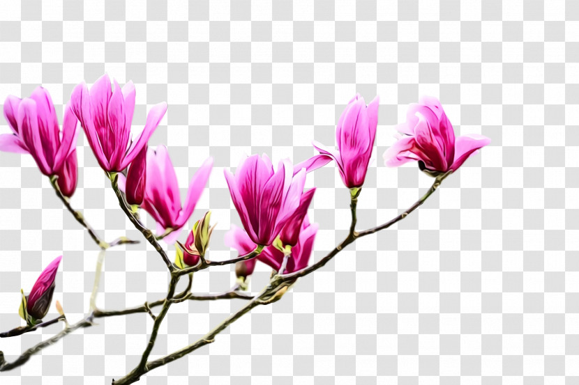 Flower Plant Petal Pink Spring Transparent PNG