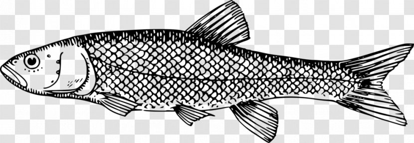 Clip Art Milkfish Vector Graphics - Whitefish - Trout Fly Transparent PNG