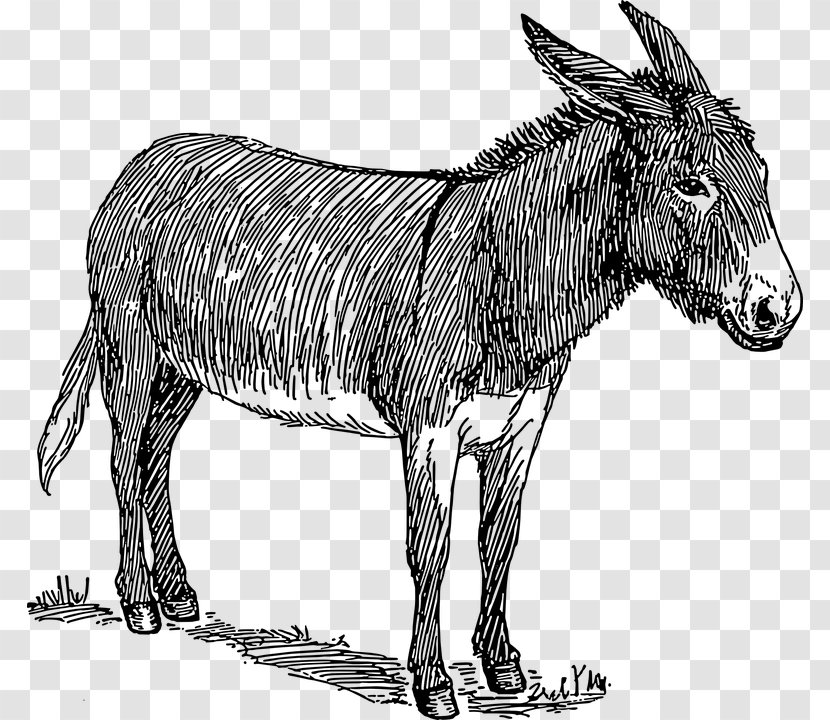 Donkey Drawing Line Art Watercolor Painting - Asino Transparent PNG