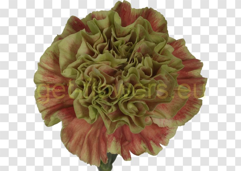 Cut Flowers Flower Bouquet Petal Peony - Rose Transparent PNG