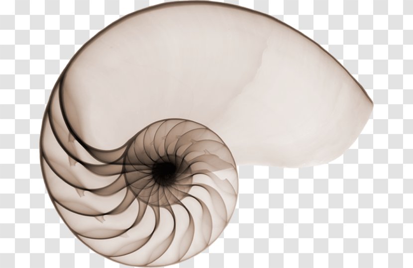 Nautilidae Mollusc Shell Seashell Chambered Nautilus X-ray Transparent PNG