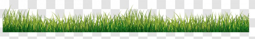 Grasses Green - Grass Transparent PNG