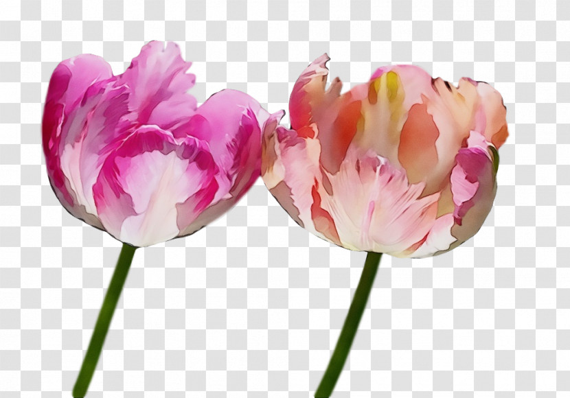 Flower Tulip Petal Pink Plant Transparent PNG