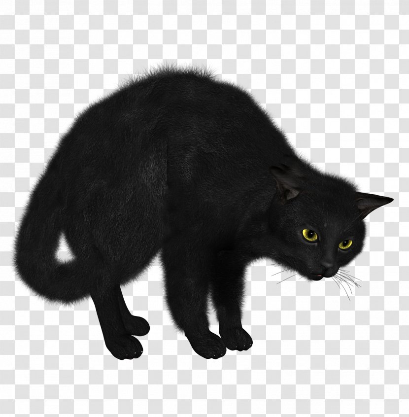 Siamese Cat Kitten Black Food - European Shorthair - Image Transparent PNG